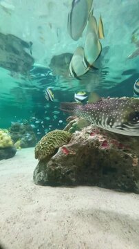 【Aquarium】White-spotted puffer / Longfin batfish Reef High-Speed［4K Vertical Angle Video］