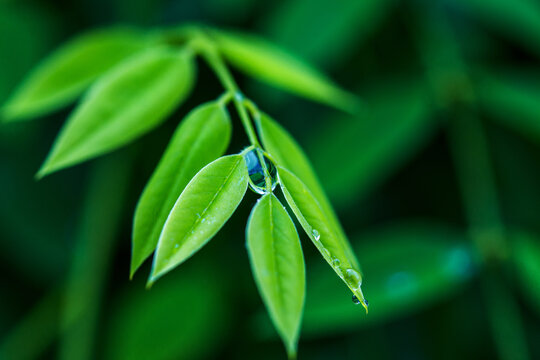 Close-up of fresh young green leaves with clear water droplets clinging to the stem and leaf surfaces, showing natural plant details.