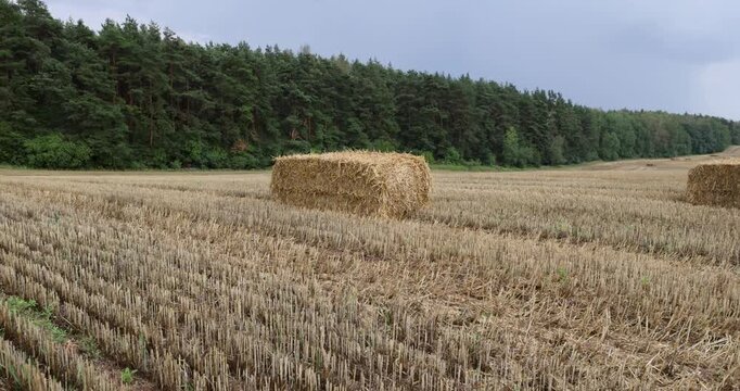 Yellow straw bale on harvested wheat field, square hay bale standing on dry agriculture crop meadow near green forest trees