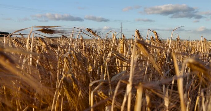 Golden barley stalks on rural farming field landscape, ripe yellow cereal crop ears under bright daytime sky in countryside environment