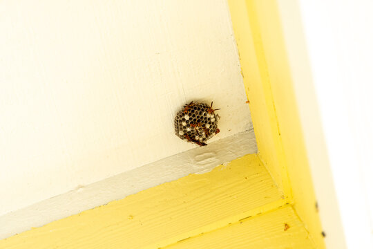A paper wasp nest with slender, reddish-brown, orange, and black insects in cells of the comb. The umbrella-shaped single comb is an open nest made from papery, chewed wood fiber. 
