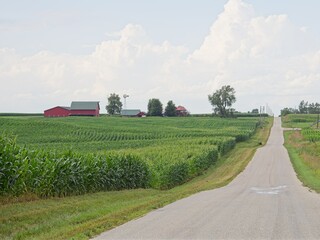 Obraz premium Central Illinois cornfield after an afternoon rain shower.