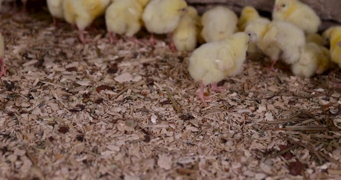 Lots of tiny chickens on the floor, broiler chickens grow in a commercial poultry house at a poultry farm