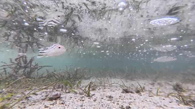Underwater scene in seagrass environment of striped Crescent Grunter tropical fish swimming in low tide ocean water Coral Coast Fiji, South Pacific