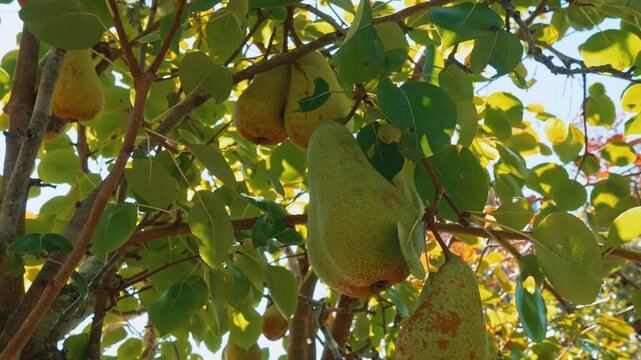 Fresh ripe pears hang from green leafy branches on a tree