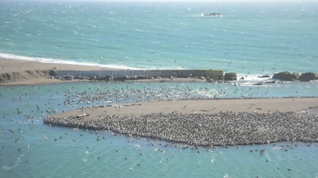 A massive flock of brown pelicans, cormorants, and gulls takes flight from the sand and lands in the water at Jenner Beach, California, while harbor seals rest nearby.