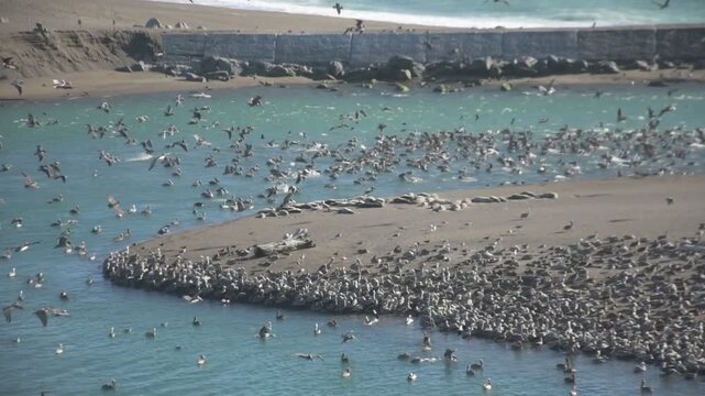 Pelicans, cormorants, and gulls rise from the sand in a large flock and land in the water at Jenner Beach, California, as harbor seals rest along the shoreline.