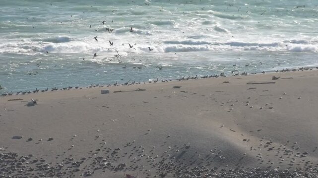 Birds ride a river outlet into crashing waves while gulls walk along the shore at Jenner Beach, California, amid strong coastal winds and sea spray.