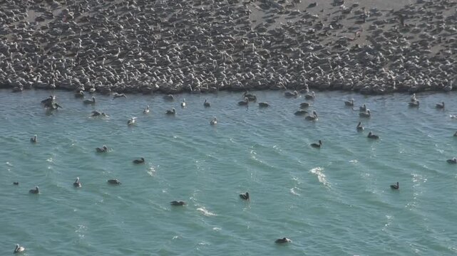 A dense flock of brown pelicans, cormorants, and gulls lifts off the sand and lands in the water at Jenner Beach, California, amid strong coastal winds.
