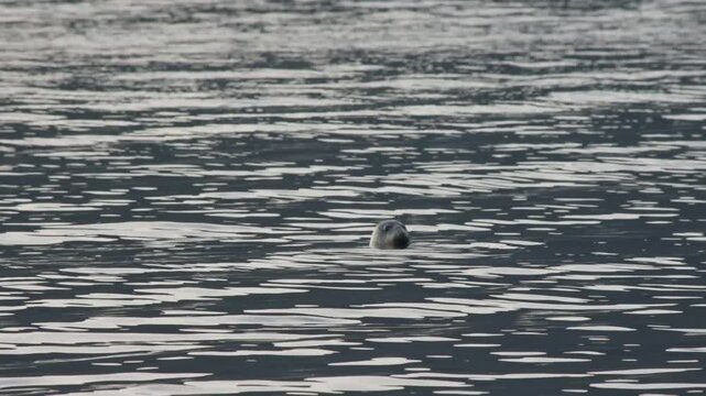 A harbor seal swims and bobs in calm coastal waters in Iceland's Westfjords, turning toward the camera as standing waves ripple across the surface.