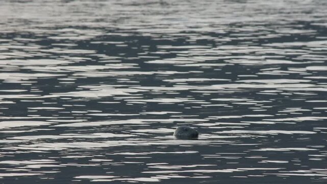 A harbor seal continues swimming and bobbing in calm coastal waters in Iceland's Westfjords, as standing waves ripple across the surface.