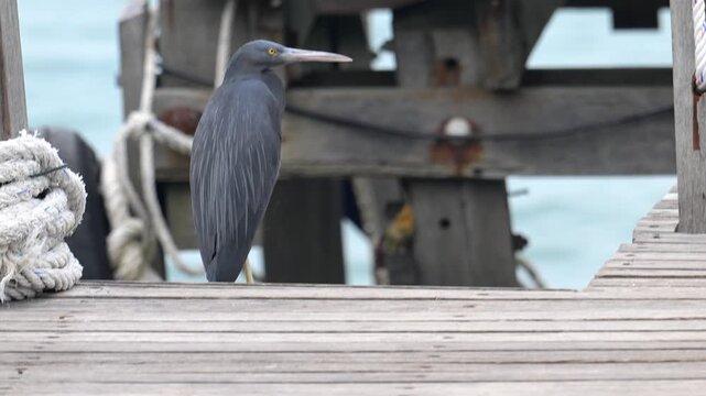 Pacific Reef Heron (dark slate grey morph) on Gaya Island, Borneo.