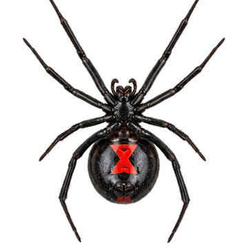 Black widow spider with distinctive red markings on transparent background