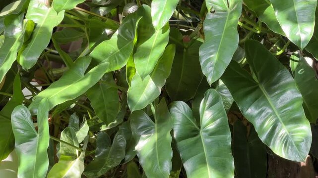 Fresh green lush Alocasia Syngonium Arrowhead plant foliage moving gently in the wind, tropical botanical footage showing natural motion