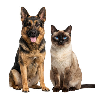 German shepherd and siamese cat sitting together on transparent background