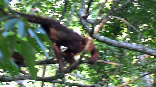 Wild orangutans, roaming free, in Sandakan, Borneo.
