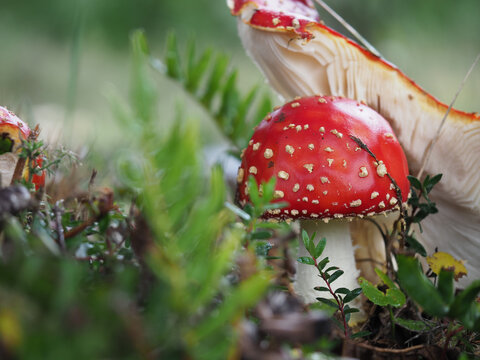 Hongo, amanita, fotograf&iacute;a macro