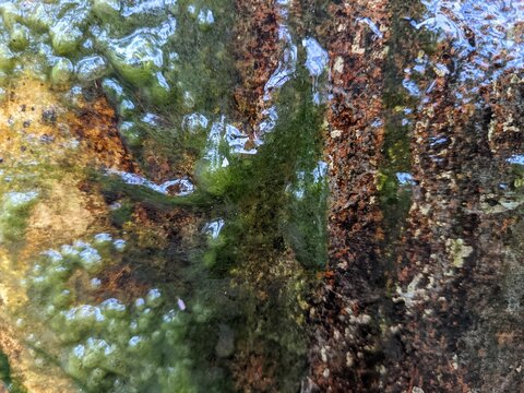 Abstract Algae and Rust Texture