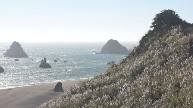 Large rock formations rise off the coast while pampas grass and Monterey cypress trees sway in the wind on a hillside above Jenner Beach, California.