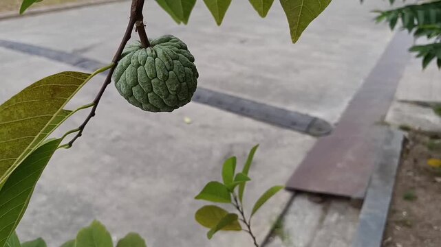 Green Sugar Apple Fruit Growing on Tree