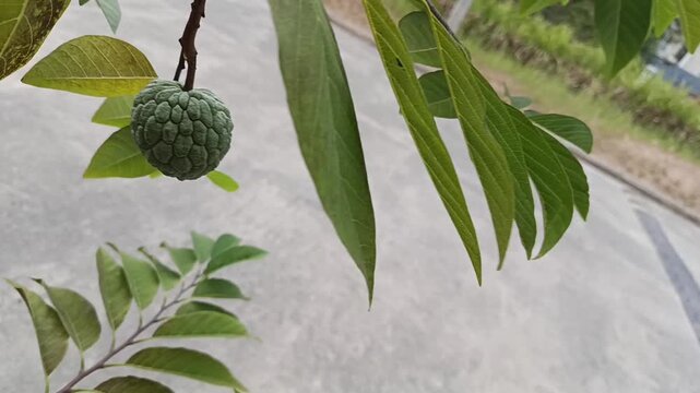 Green Sugar Apple Fruit Growing on Tree