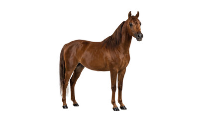 Fototapeta premium Chestnut brown horse standing on white background, majestic purebred stallion in side profile, elegant domestic equine animal with shiny coat