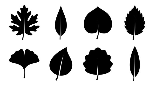 Set of black autumn leaf silhouettes and botanical foliage icons for seasonal design projects.