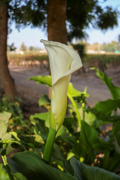 White Calla Lily in Bloom