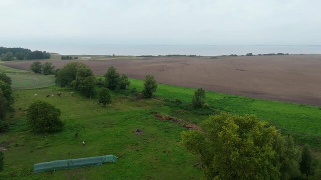 Cattle Grazing on Coastal Pasture on Ruegen Island Aerial View