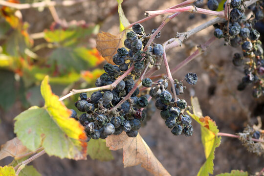 Wine Grapes Drying on the Vine