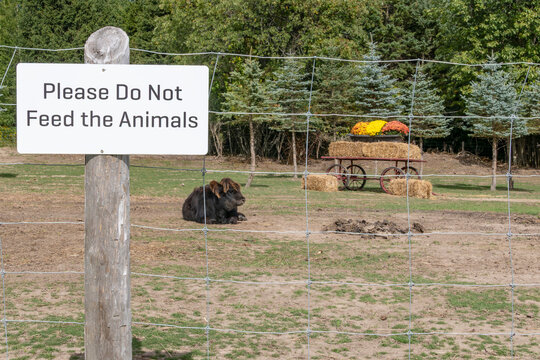 Close-up of a Warning Sign at a Highland Cow Enclosure on a Farm