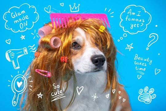 A dog wears a ginger wig with curlers, clips and a comb against a blue background surrounded by playful beauty themed doodles, a concept of pet grooming humor.