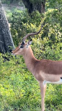 Male impala antelope standing near green bushes in African safari, wildlife stock video