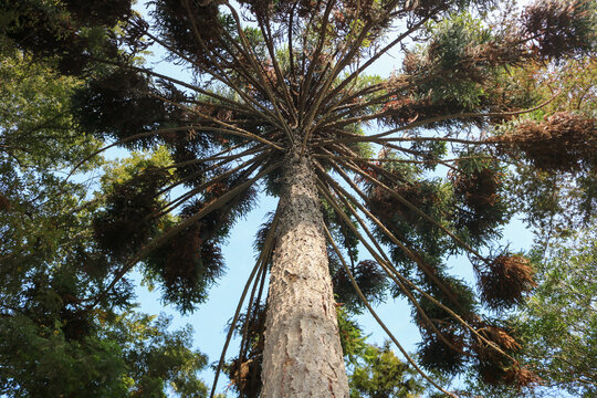 Towering Monkey Puzzle Tree Viewed from Below