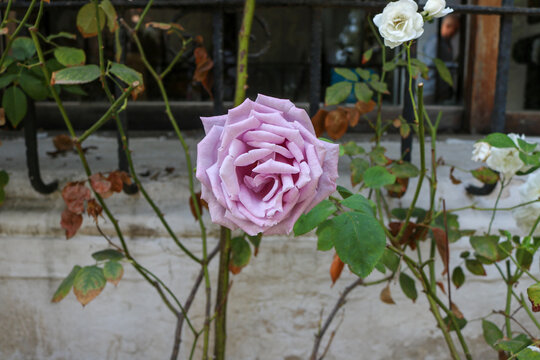 Lavender Rose Bloom in Santiago
