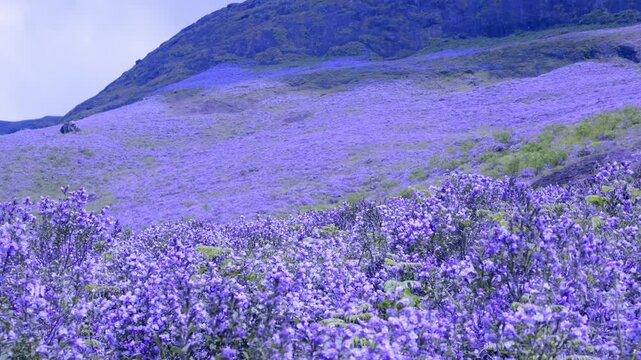 Beautiful Neelakurinji flowers blooming across the scenic hills of Munnar in Kerala, India. The rare blue-violet flowers create a stunning natural carpet across the high-altitude grassland