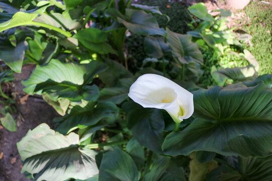 White Calla Lily in a Lush Garden