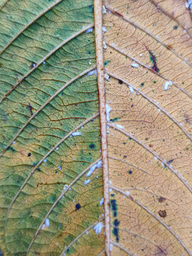 Extreme macro shot of mealybugs infesting a green and yellow leaf with visible veins, showcasing agricultural plant disease and garden pest damage.
