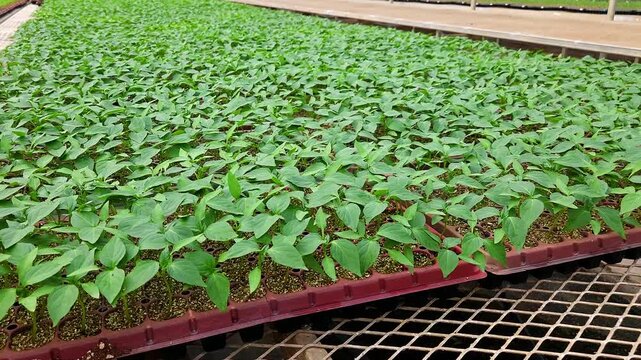 Close-Up View of Young Green Seedlings Growing in Nursery Trays