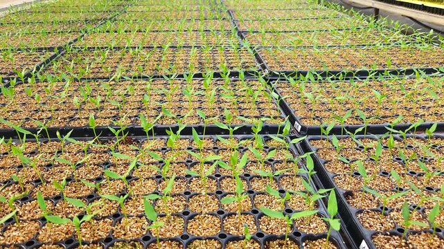Close-Up View of Young Green Seedlings Growing in Nursery Trays