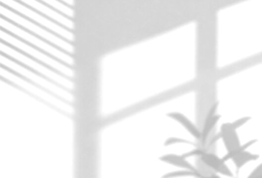 Shadow background photo of window blinds and plant foliage on a white wall
