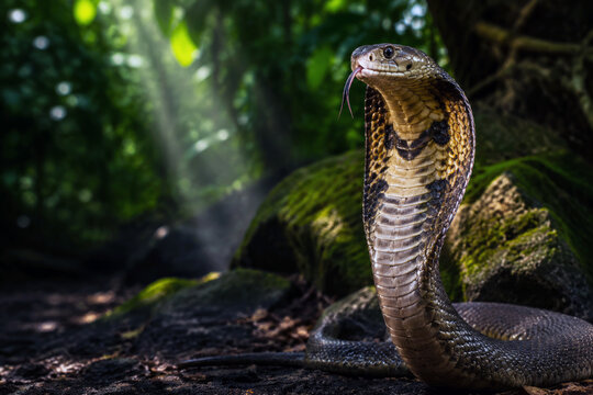 An olive-brown king cobra rises above dark soil with its hood expanded and forked tongue extended among jungle vegetation. Warning display and predator awareness in tropical wildlife
