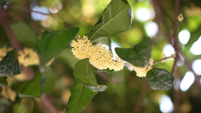 Flower of fragrant olive, Osmanthus fragrans var. aurantiacus are blooming in Chengdu, China.
