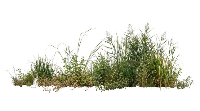 Green riverbank vegetation strip with wild grasses and tall reeds isolated on black background for architectural visualization and digital landscape design compositing