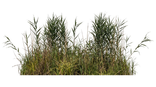 Green Wetland Reeds and Marsh Grass Vegetation Strip Isolated on Black Background for Architectural Visualization, Landscape Design Rendering, and Nature Compositing Asset