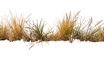 Obraz premium Dry savanna grass strip isolated on black background, tall wild golden meadow vegetation for architectural visualization and matte painting nature foreground element.