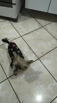 Playful Yorkshire Terrier dog dancing and moving excitedly indoors, adorable small pet showing energetic behavior in a vertical lifestyle video for animal lovers, social media and pet content