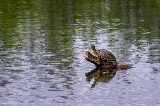 A freshwater turtle basks on a partially submerged log in a quiet pond in St. Louis, Missouri.