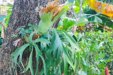 Succulent fern clings to tree trunk with vibrant green leaves. © Khofifah