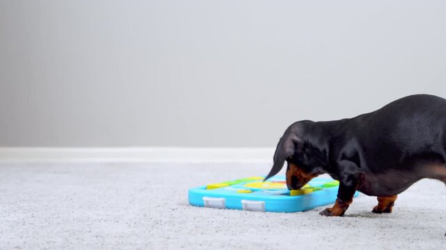 A black and tan dachshund dog sniffs and noses a colorful interactive puzzle feeder on a carpeted floor at home, searching for a hidden snack.